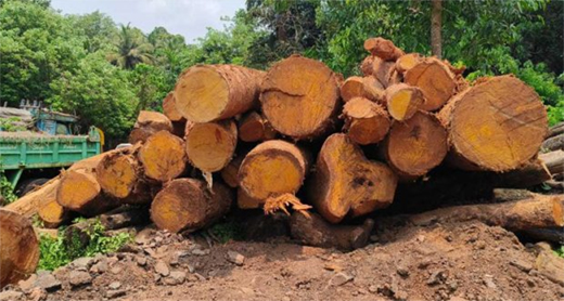 Wood sieze